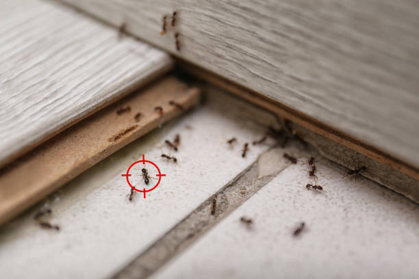 Best Best Pest Control Companies  in Grand Island, NE